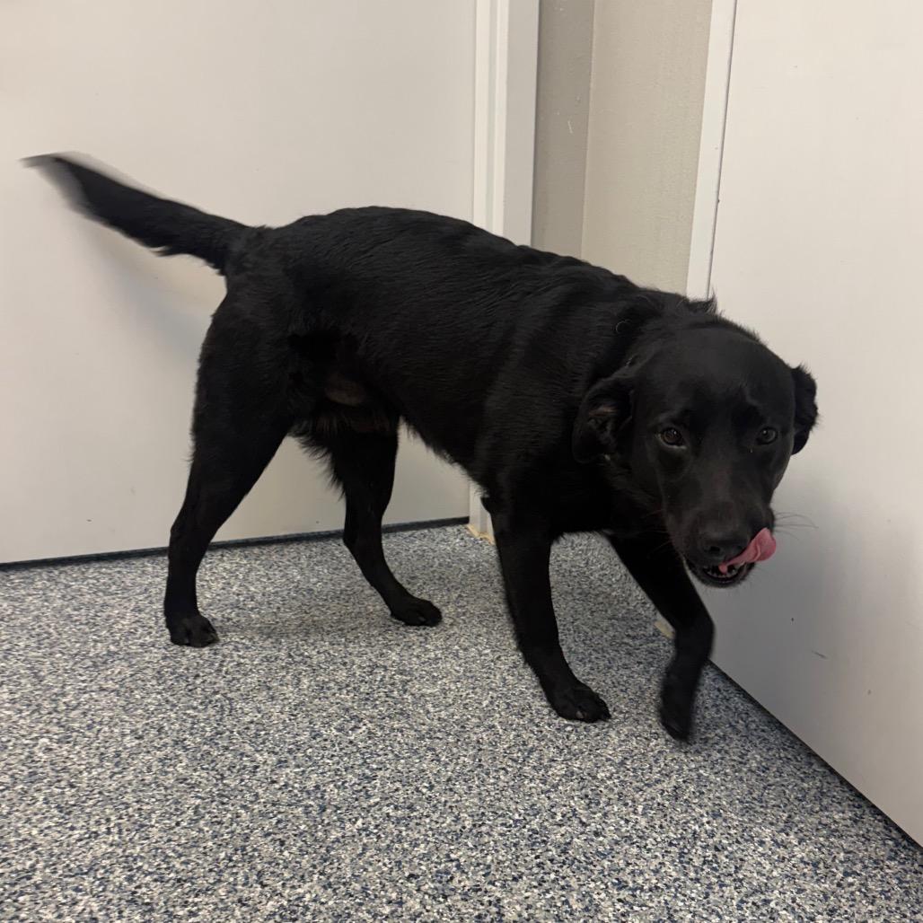 Enlarge Maximus, a Adoptable Black Labrador Retriever in Great Falls, MT image 2/3