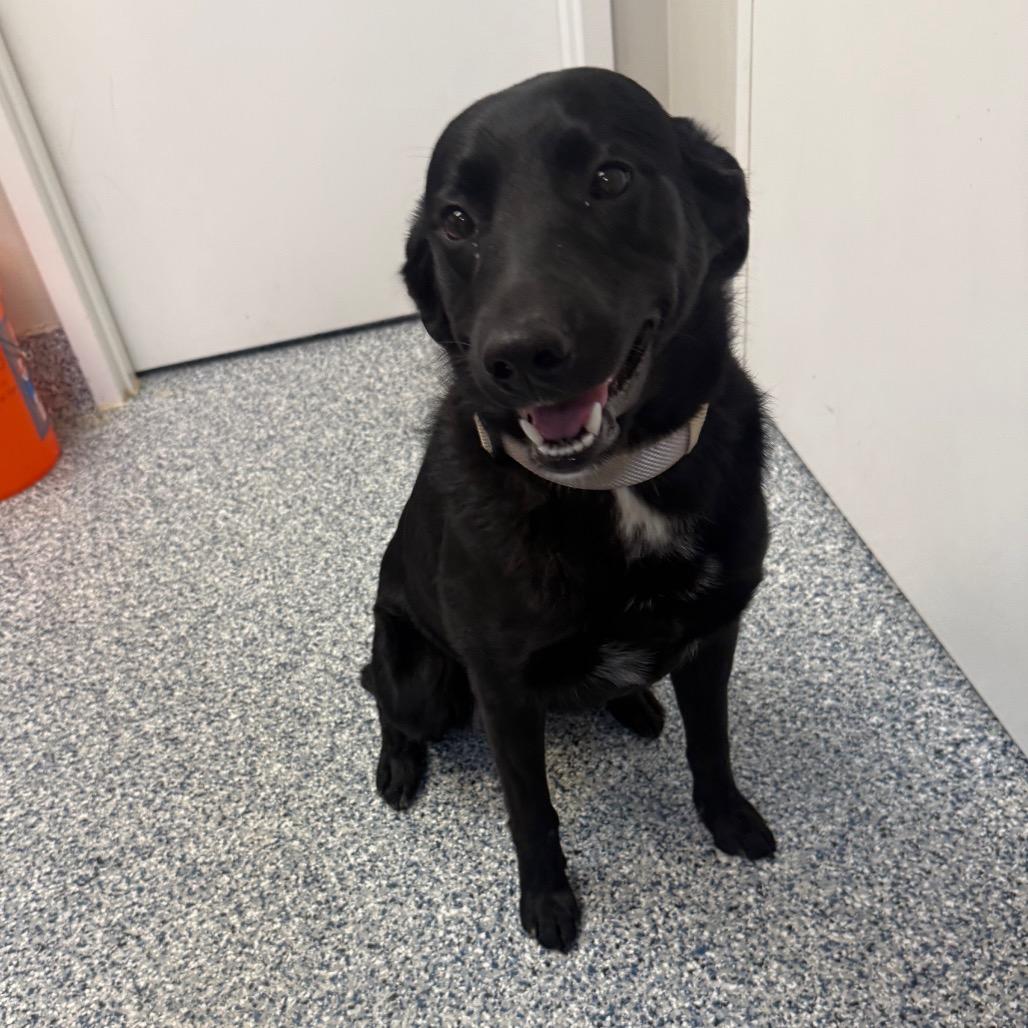 Enlarge Maximus, a Adoptable Black Labrador Retriever in Great Falls, MT image 3/3