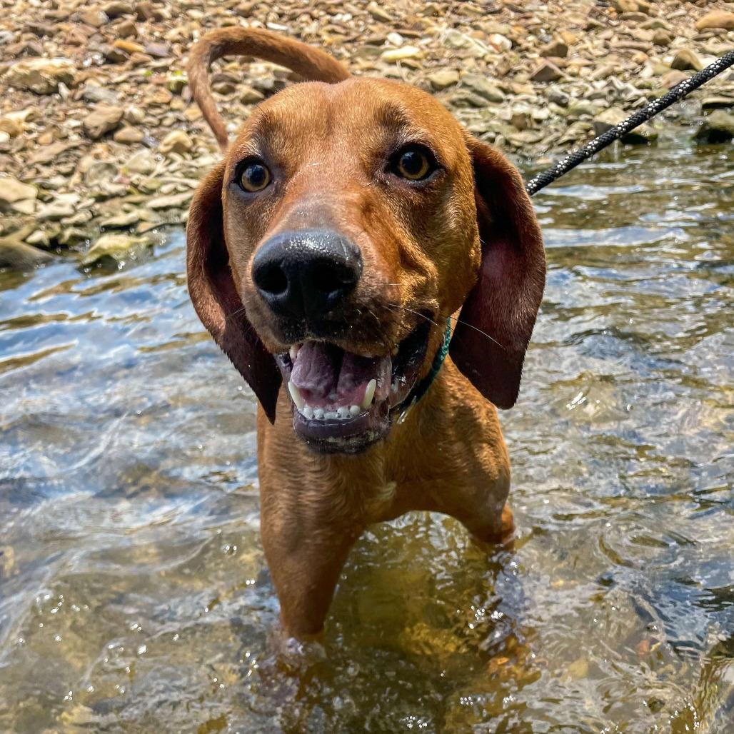 Enlarge Maybel, a Adoptable mixed breed in Huntsville, AR image 1/6