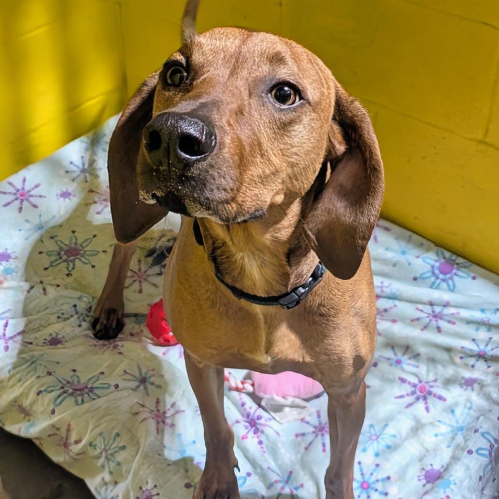 Enlarge Maybel, a Adoptable mixed breed in Huntsville, AR image 2/6