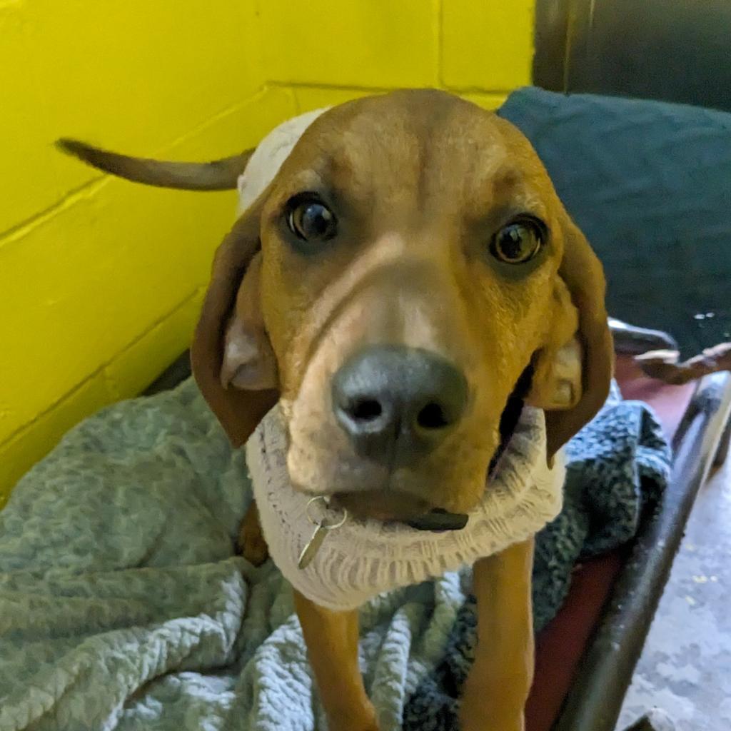 Enlarge Maybel, a Adoptable mixed breed in Huntsville, AR image 3/6