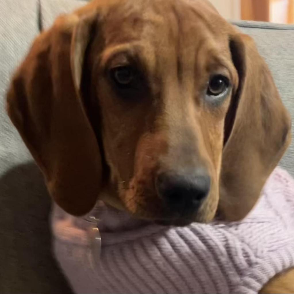 Enlarge Maybel, a Adoptable mixed breed in Huntsville, AR image 4/6