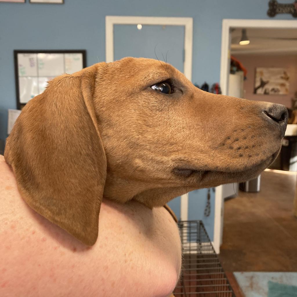 Enlarge Maybel, a Adoptable mixed breed in Huntsville, AR image 5/6