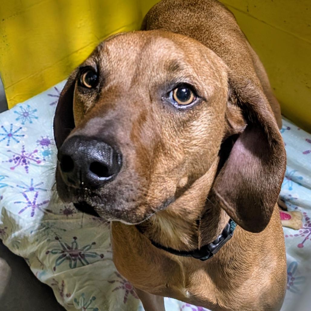 Enlarge Maybel, a Adoptable mixed breed in Huntsville, AR image 6/6