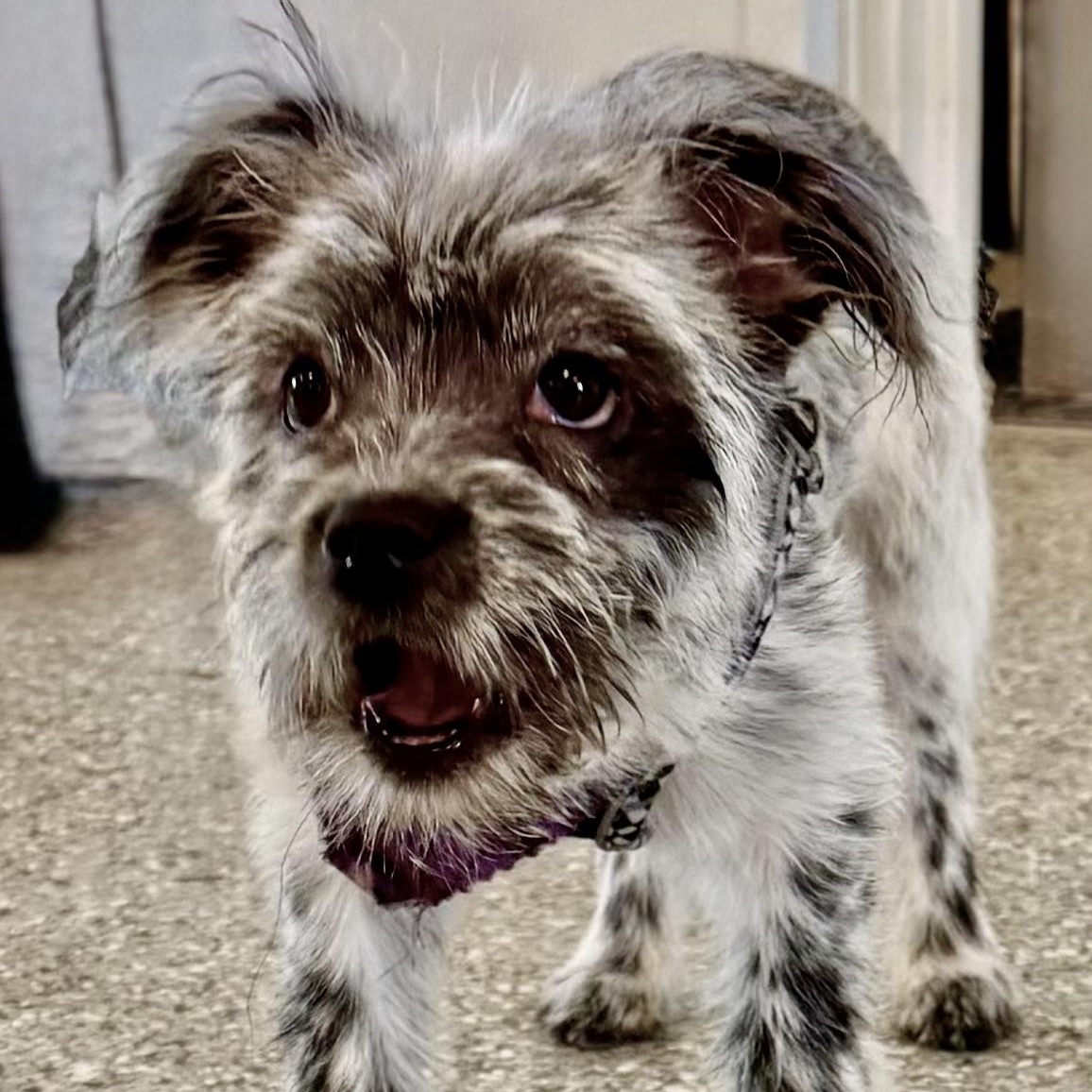 Enlarge Sydney Turner, a Adoptable mixed breed in Plano, TX image 5/6