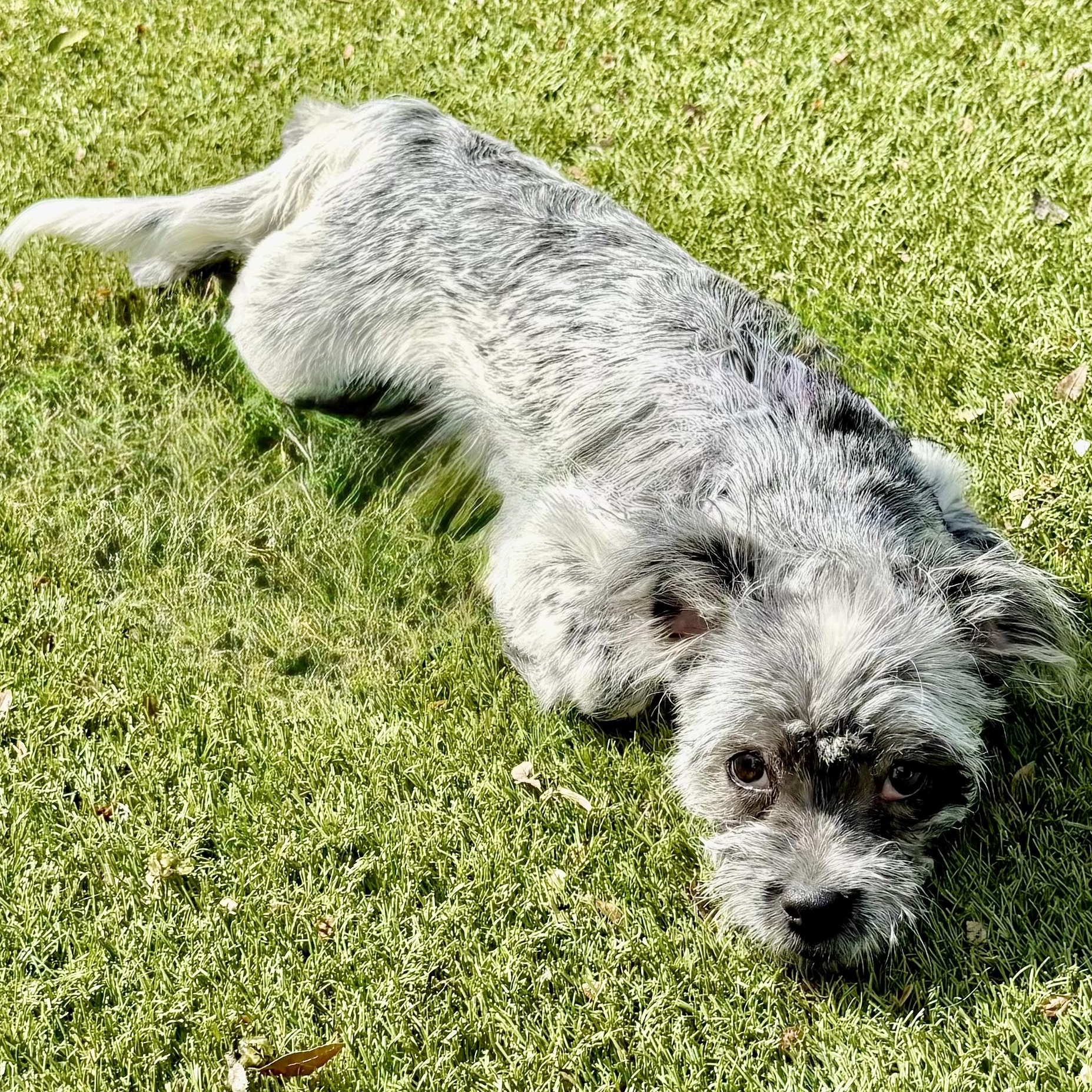 Enlarge Sydney Turner, a Adoptable mixed breed in Plano, TX image 4/6
