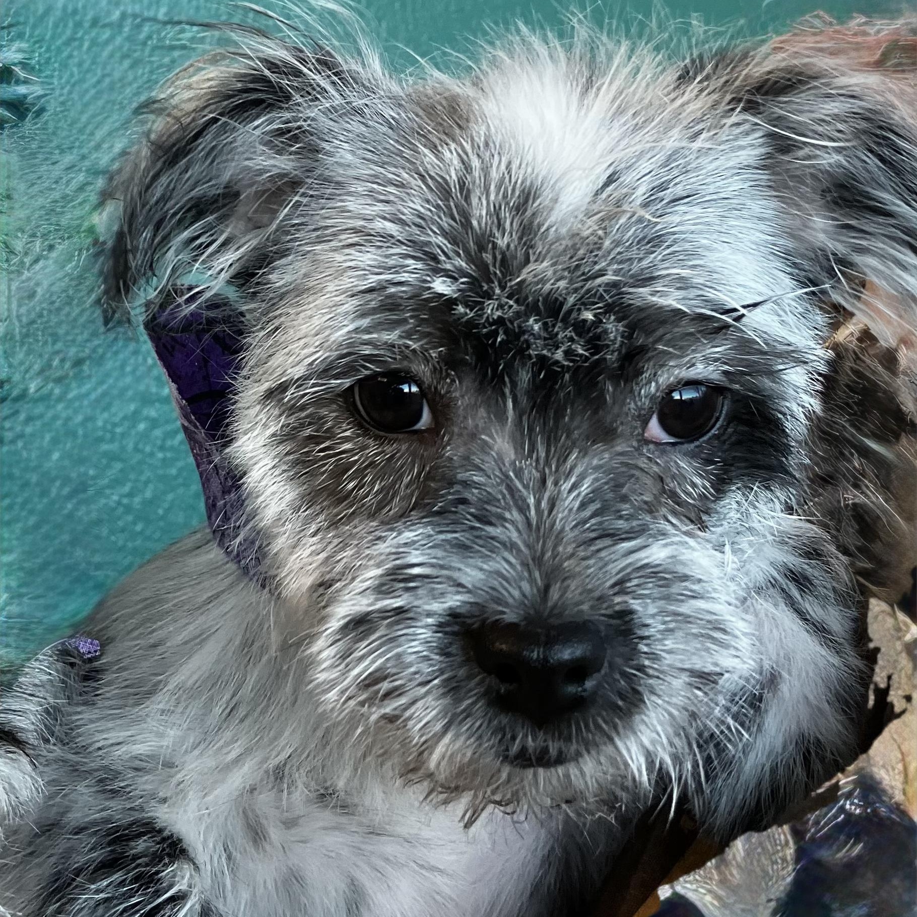 Enlarge Sydney Turner, a Adoptable mixed breed in Plano, TX image 2/6