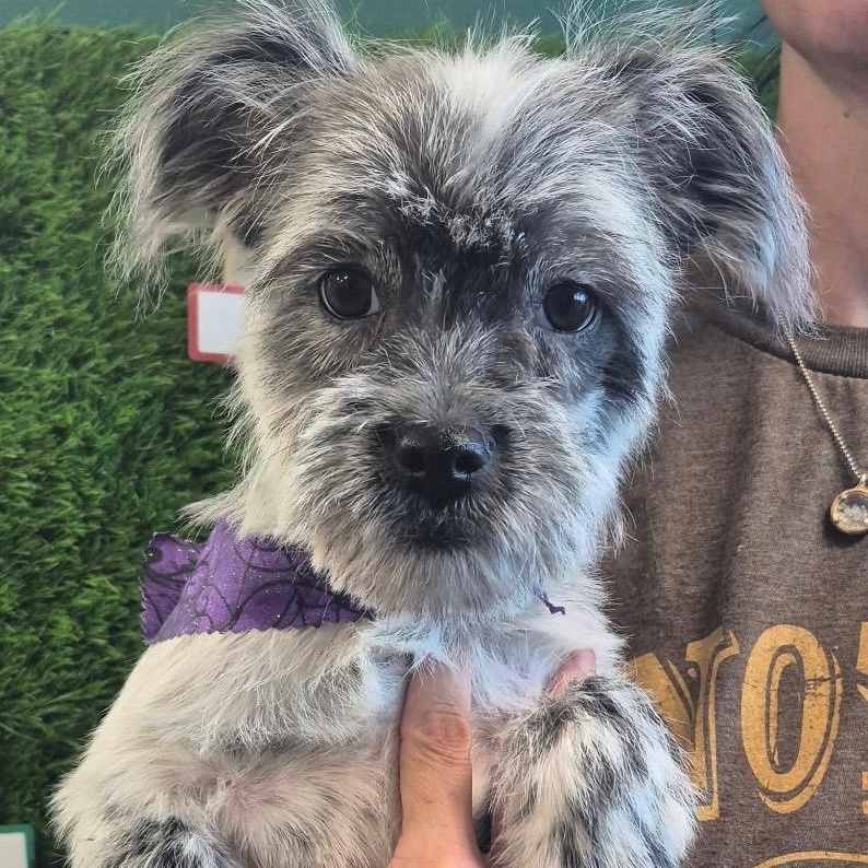 Sydney Turner, Adoptable, Puppy Female Australian Shepherd & Shih Tzu.