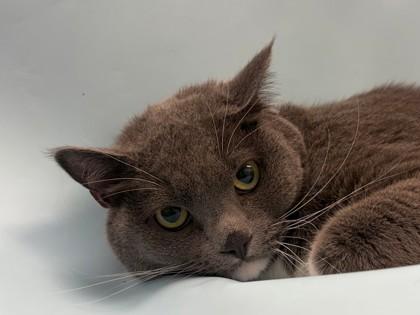 Sosa, Adoptable, Adult Female Domestic Short Hair & Domestic Short Hair.