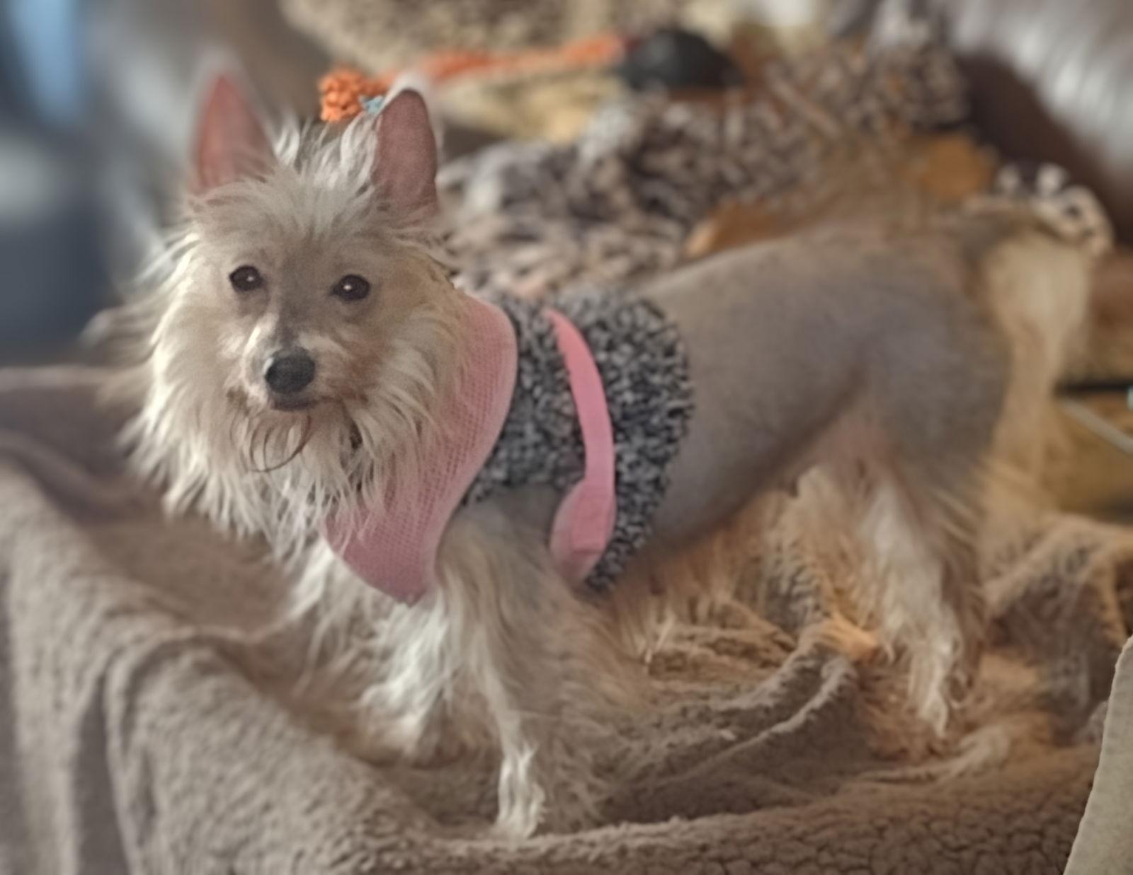 Enlarge Chrissy, a Adoptable mixed breed in Sioux Falls, SD image 1/1