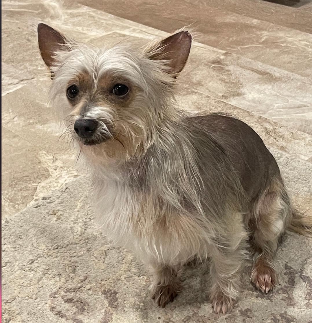 Enlarge Chrissy, a Adoptable mixed breed in Sioux Falls, SD image 2/3