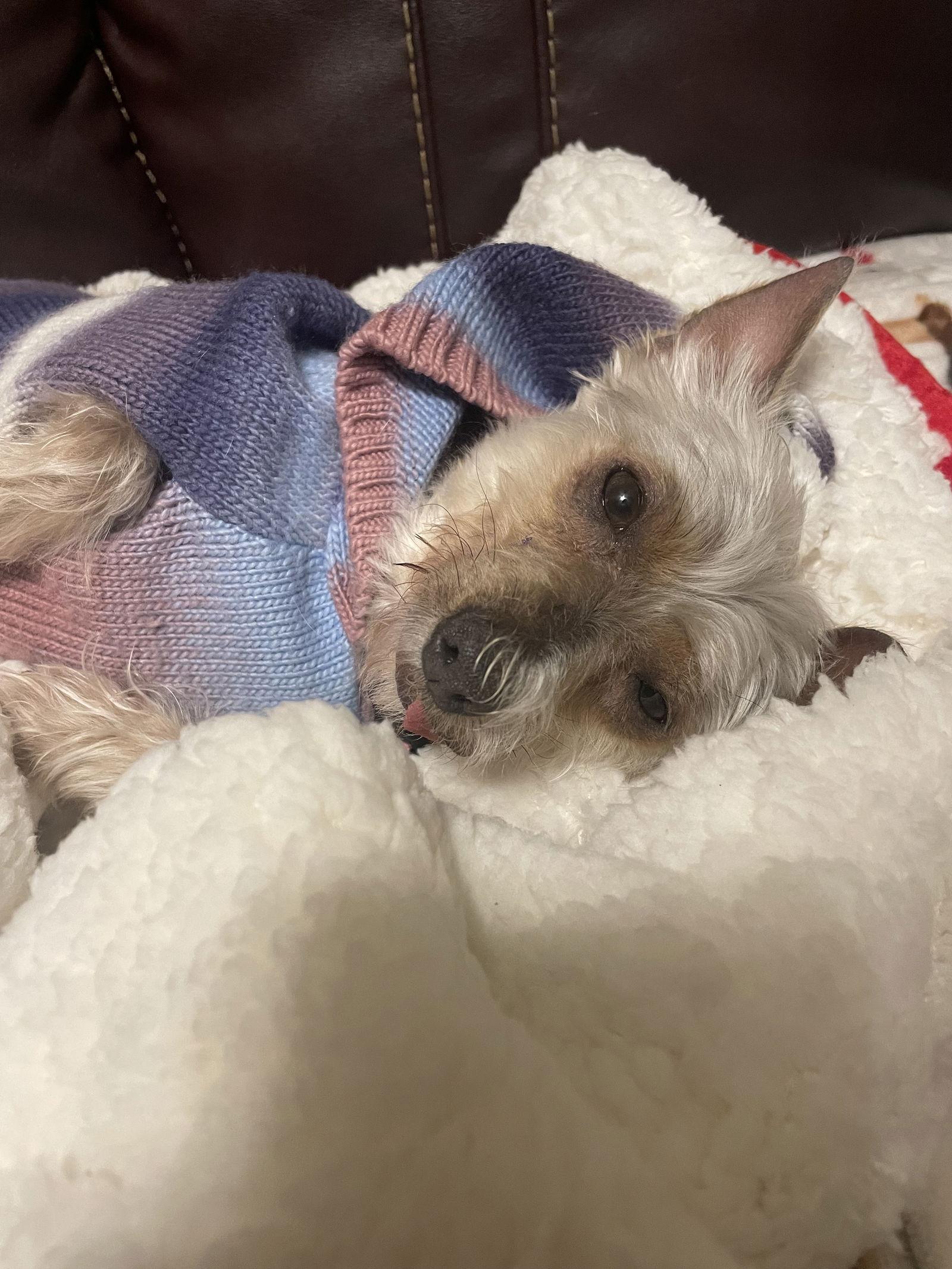 Enlarge Chrissy, a Adoptable mixed breed in Sioux Falls, SD image 3/3