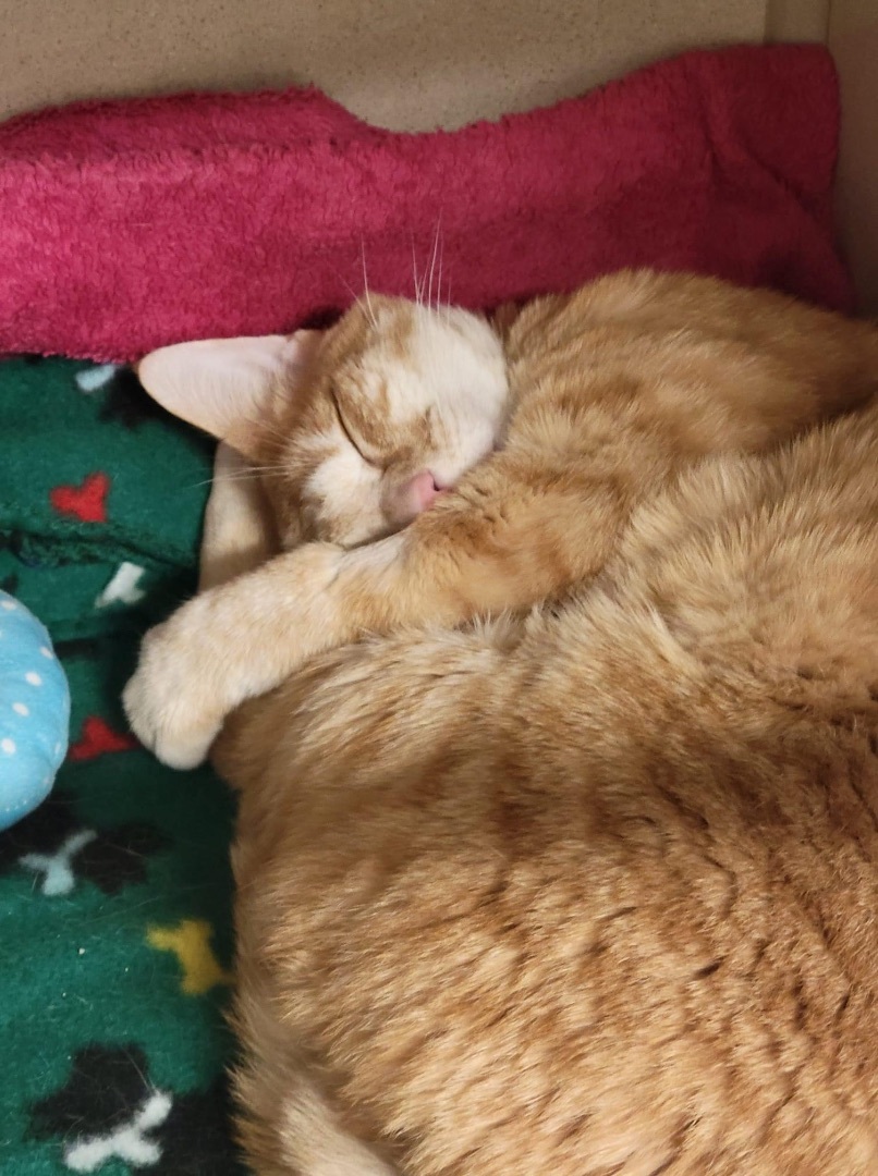 Lenny, a Adoptable mixed breed in Blaine, MN image 3/4