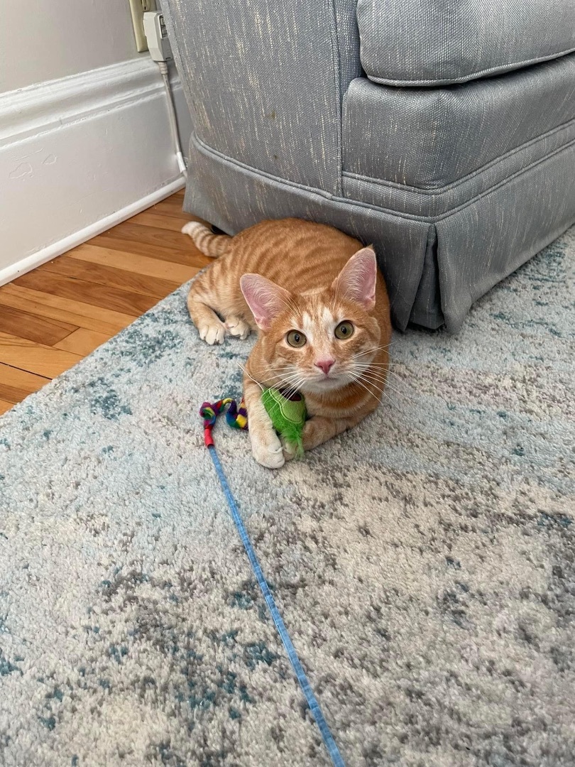 Lenny, a Adoptable mixed breed in Blaine, MN image 4/4