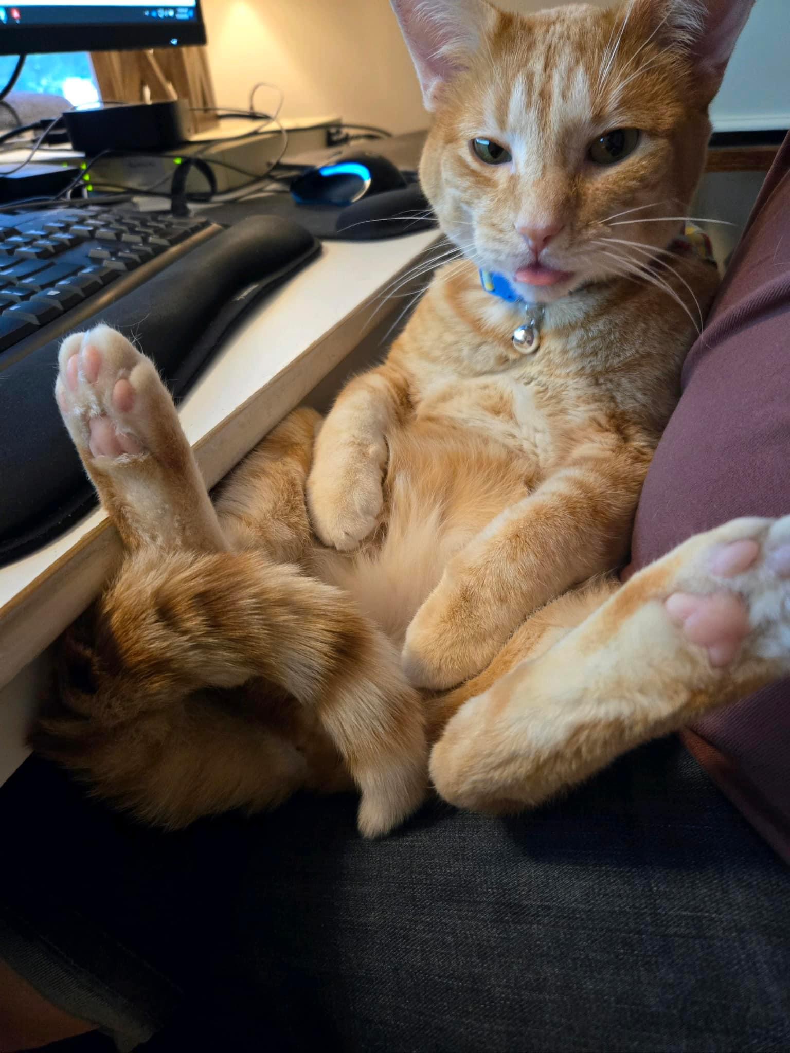 Lenny, a Adoptable mixed breed in Blaine, MN image 2/4