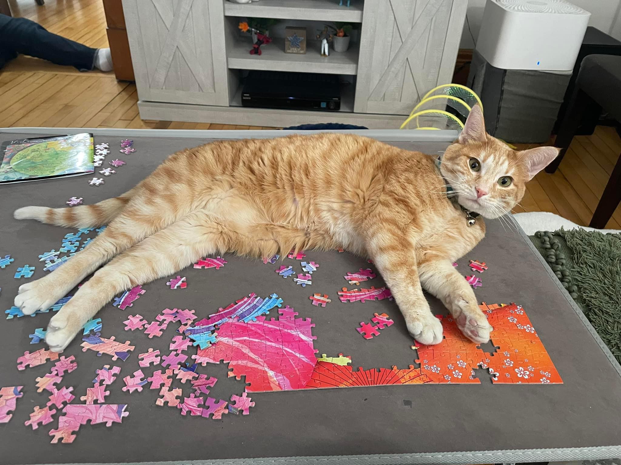 Lenny, a Adoptable mixed breed in Blaine, MN image 1/4