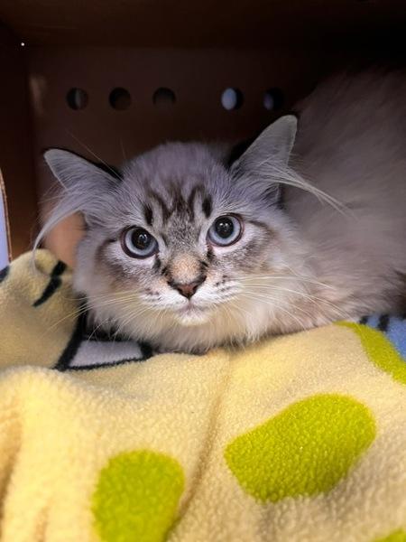 Goldie, Adoptable, Kitten Female Domestic Long Hair.