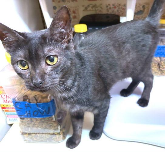 Ruby, Adoptable, Young Male Domestic Short Hair.