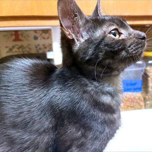 Ruby, a Adoptable Domestic Short Hair in Rutherfordton, NC image 2/3