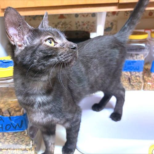 Ruby, a Adoptable Domestic Short Hair in Rutherfordton, NC image 3/3