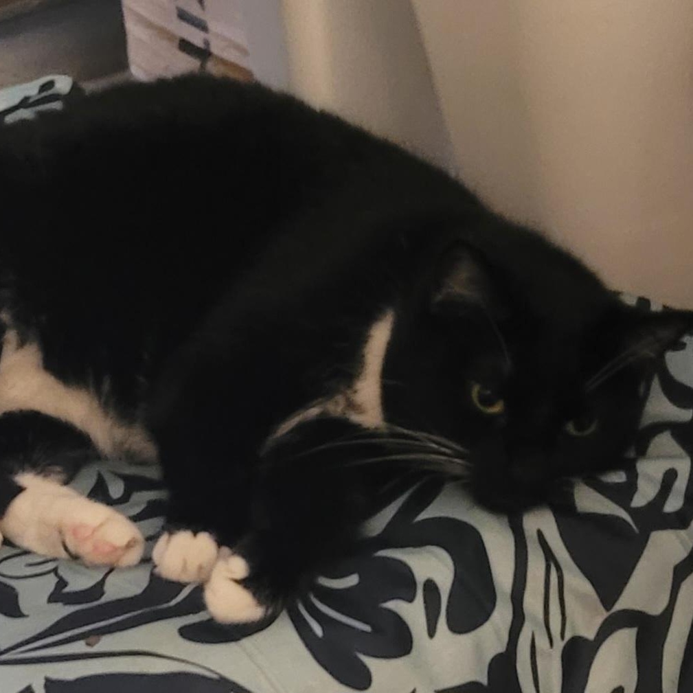 Squeaker, ADOPTABLE, Adult Female Tuxedo.