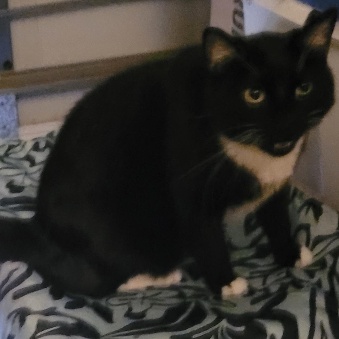 Enlarge Squeaker, a ADOPTABLE Tuxedo in Boca Raton, FL image 2/2