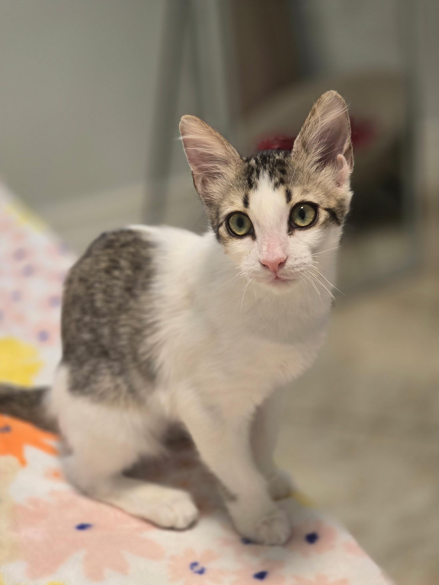 Enlarge Damen & Elena BONDED, a Adoption Pending mixed breed in WORCESTER, MA image 5/5