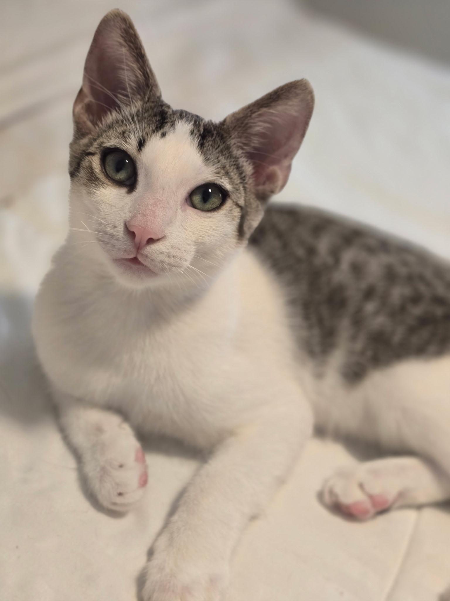 Damen & Elena BONDED, Adoptable, Young Female Domestic Short Hair.