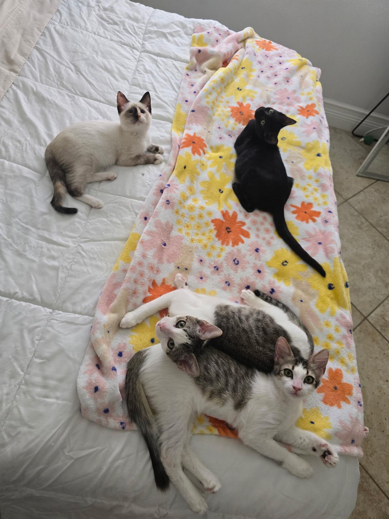 Enlarge Damen & Elena BONDED, a Adoption Pending mixed breed in WORCESTER, MA image 3/5