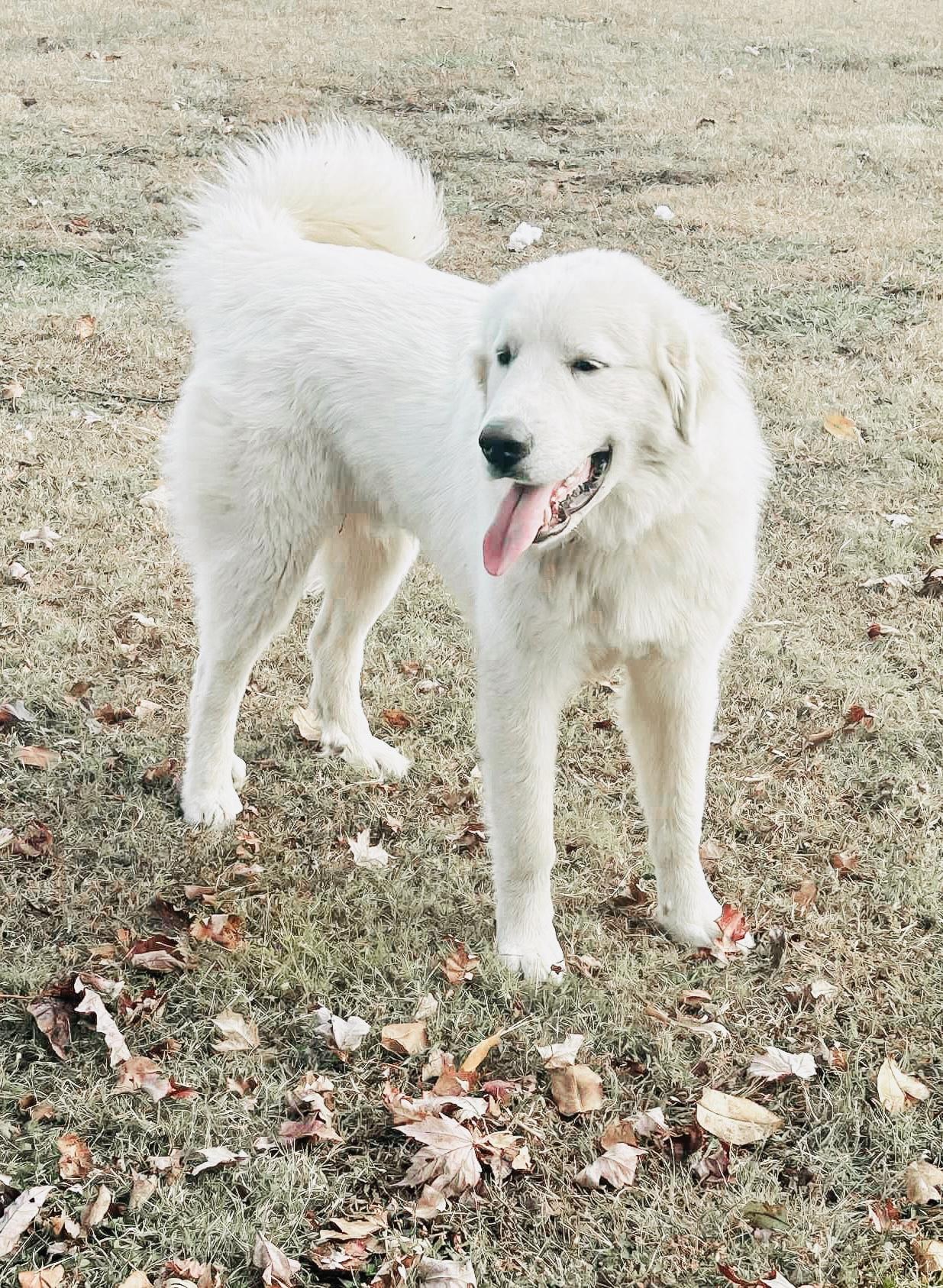 Bear, Adoptable, Young Male Great Pyrenees.