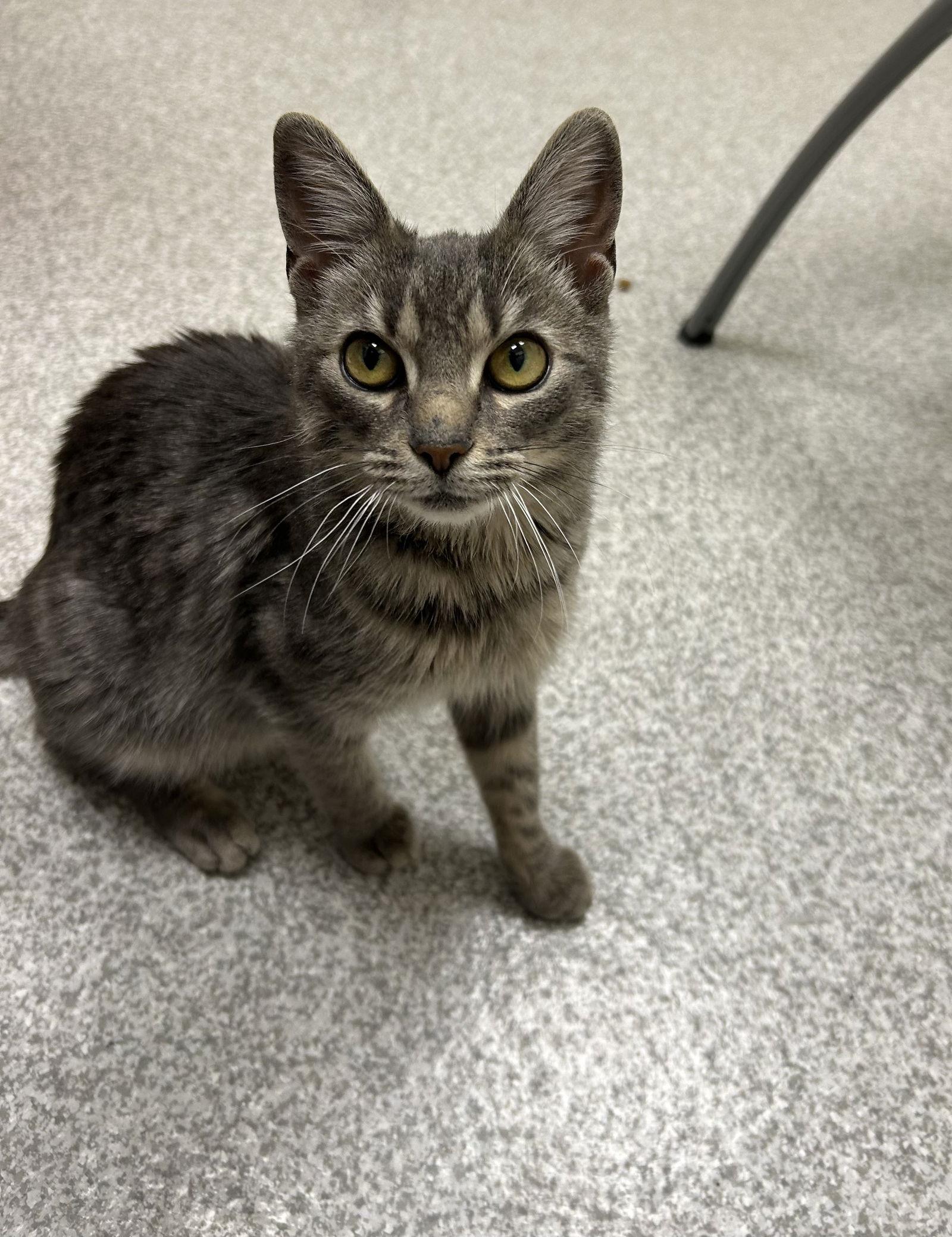 Sarah, Adoptable, Adult Female Domestic Short Hair.