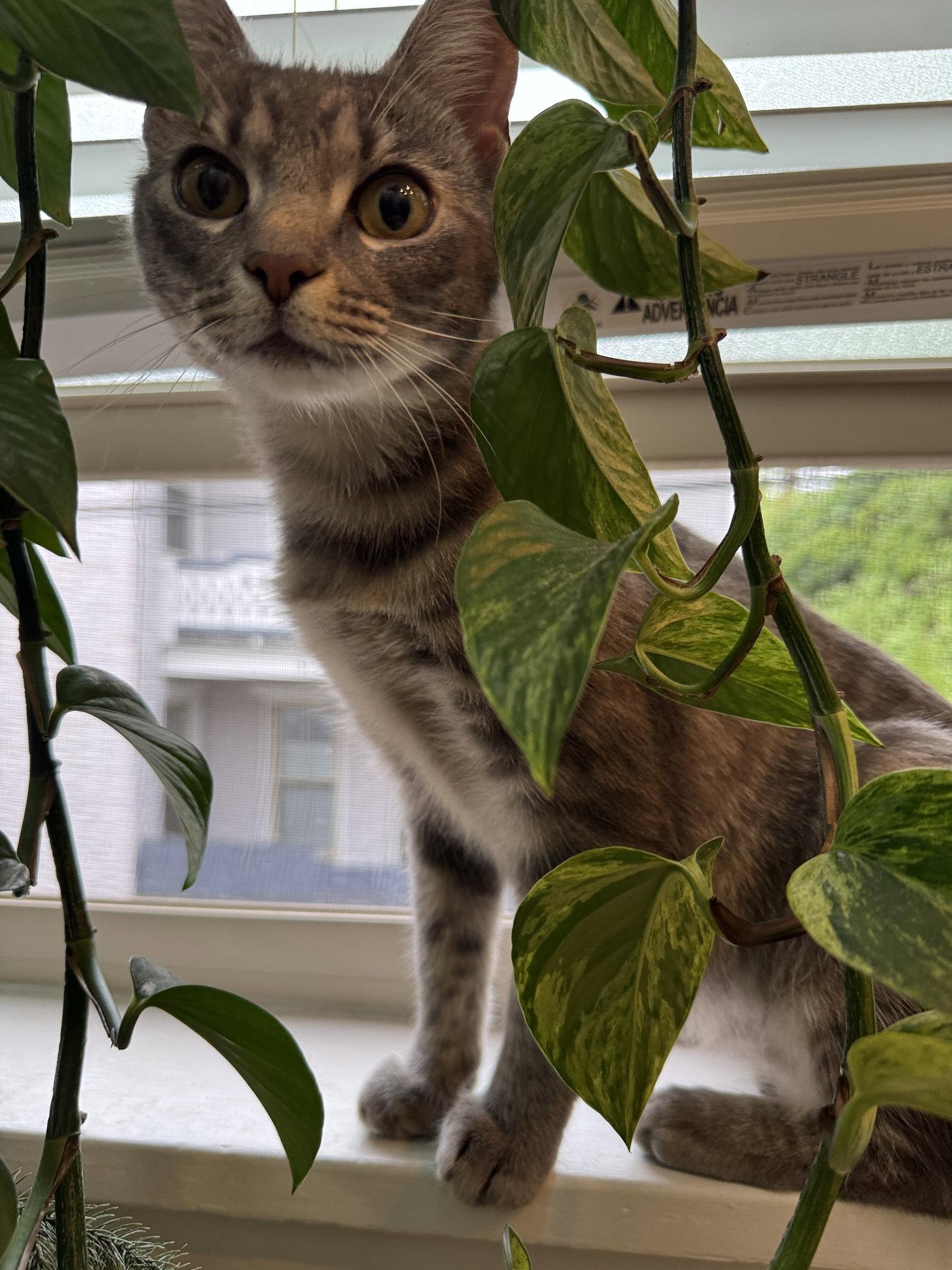 Enlarge Sarah, a Adoptable Domestic Short Hair in Lancaster, PA image 2/3