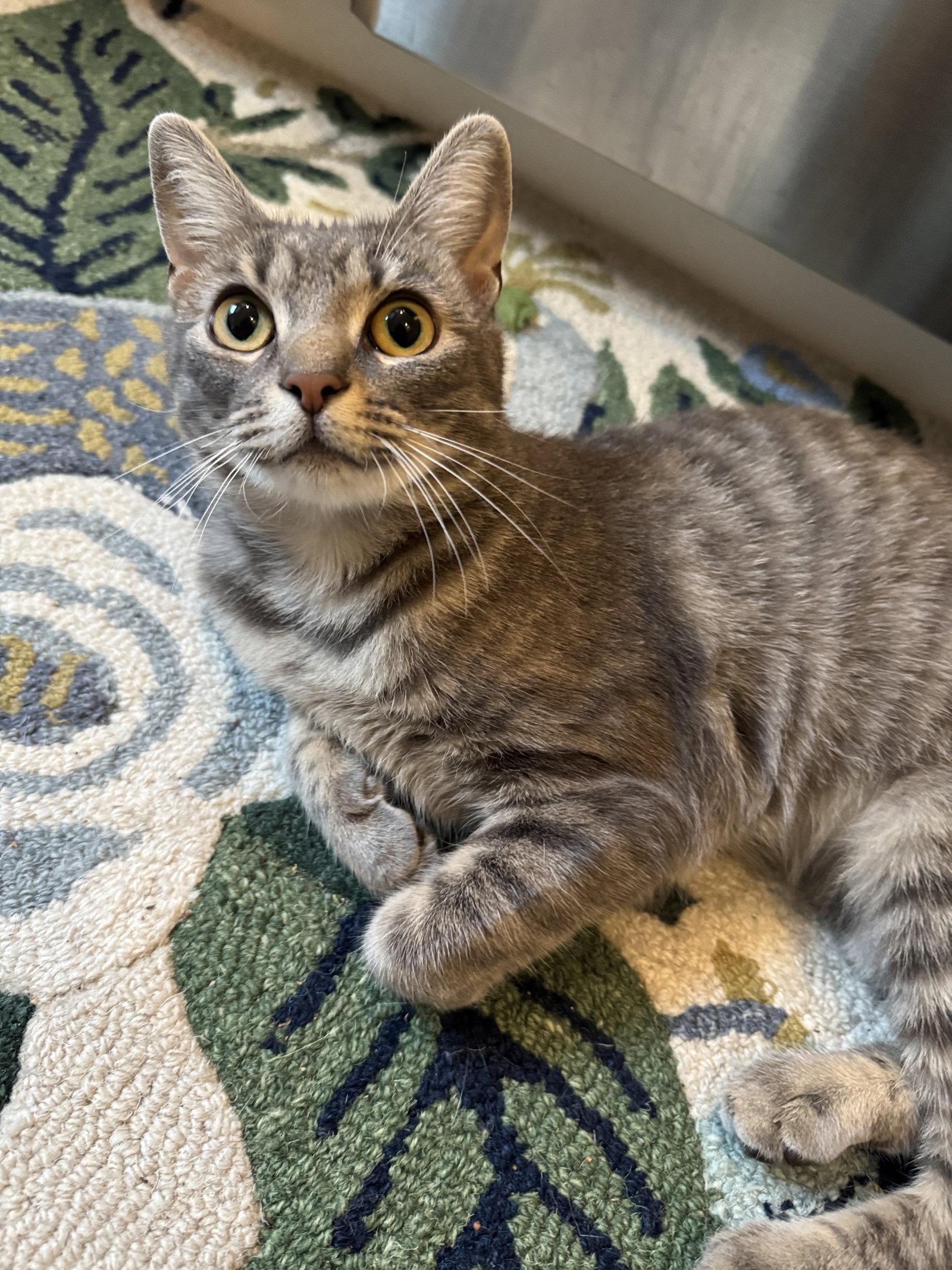 Enlarge Sarah, a Adoptable Domestic Short Hair in Lancaster, PA image 3/3