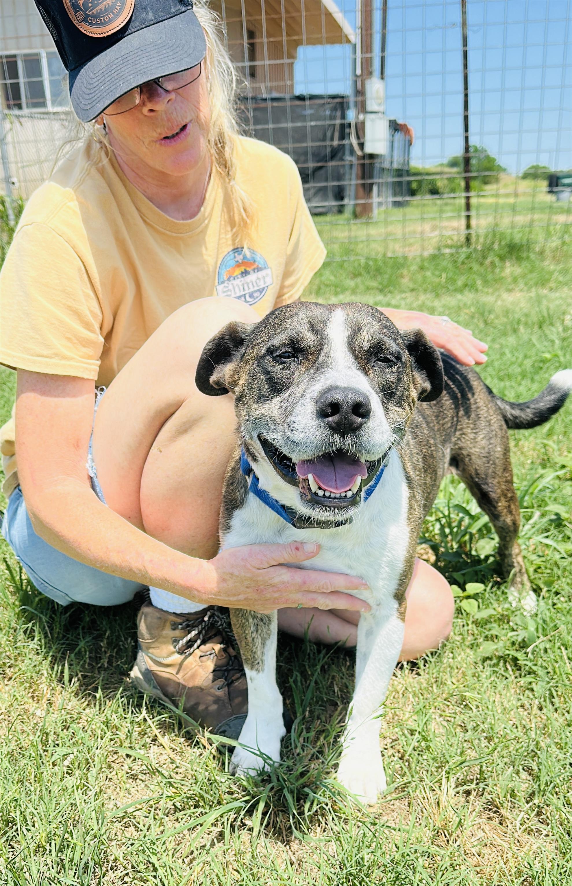 Enlarge Chip, a Adoptable mixed breed in Gonzales, TX image 3/5