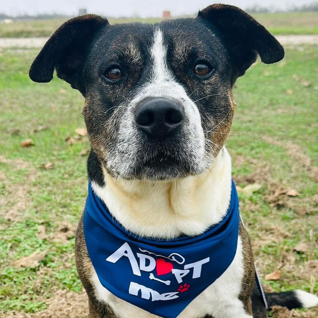 Enlarge Chip, a Adoptable mixed breed in Gonzales, TX image 4/5