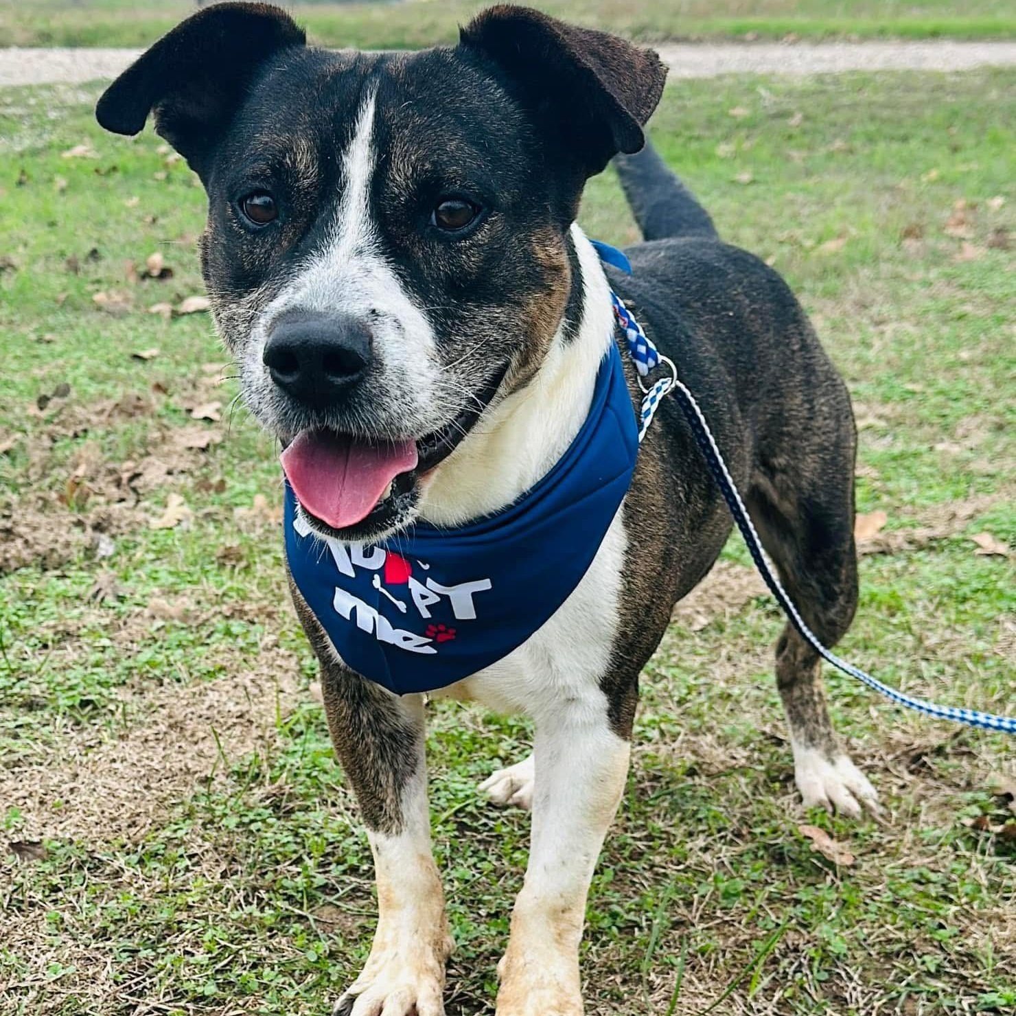 Enlarge Chip, a Adoptable mixed breed in Gonzales, TX image 5/5