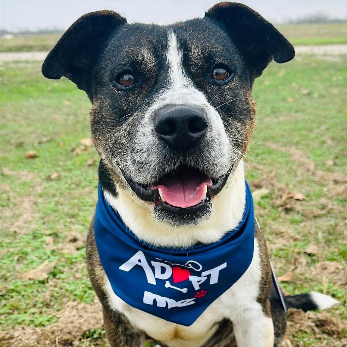 Chip, Adoptable, Young Male American Staffordshire Terrier & Corgi.