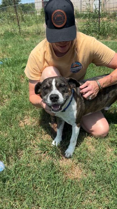 Enlarge Chip, a Adoptable mixed breed in Gonzales, TX video 2/5