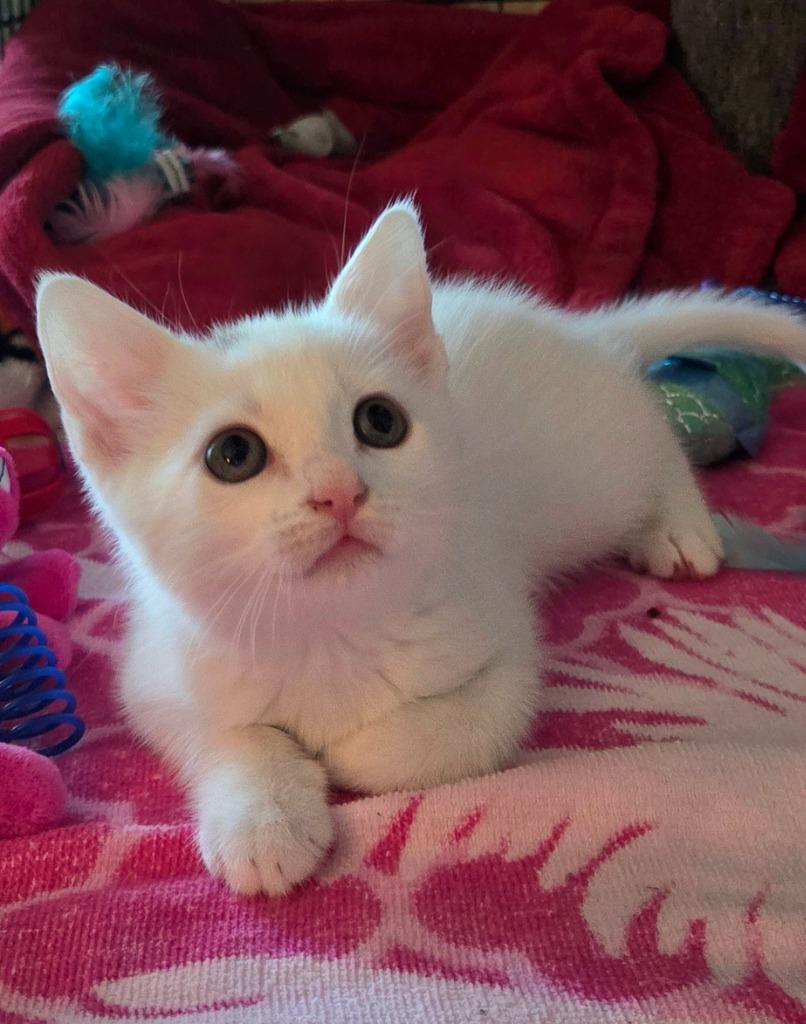 Aritzia, Adoptable, Kitten Female Domestic Short Hair.