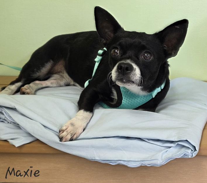 Enlarge Maxie, a ADOPTABLE mixed breed in Key Largo, FL image 6/6
