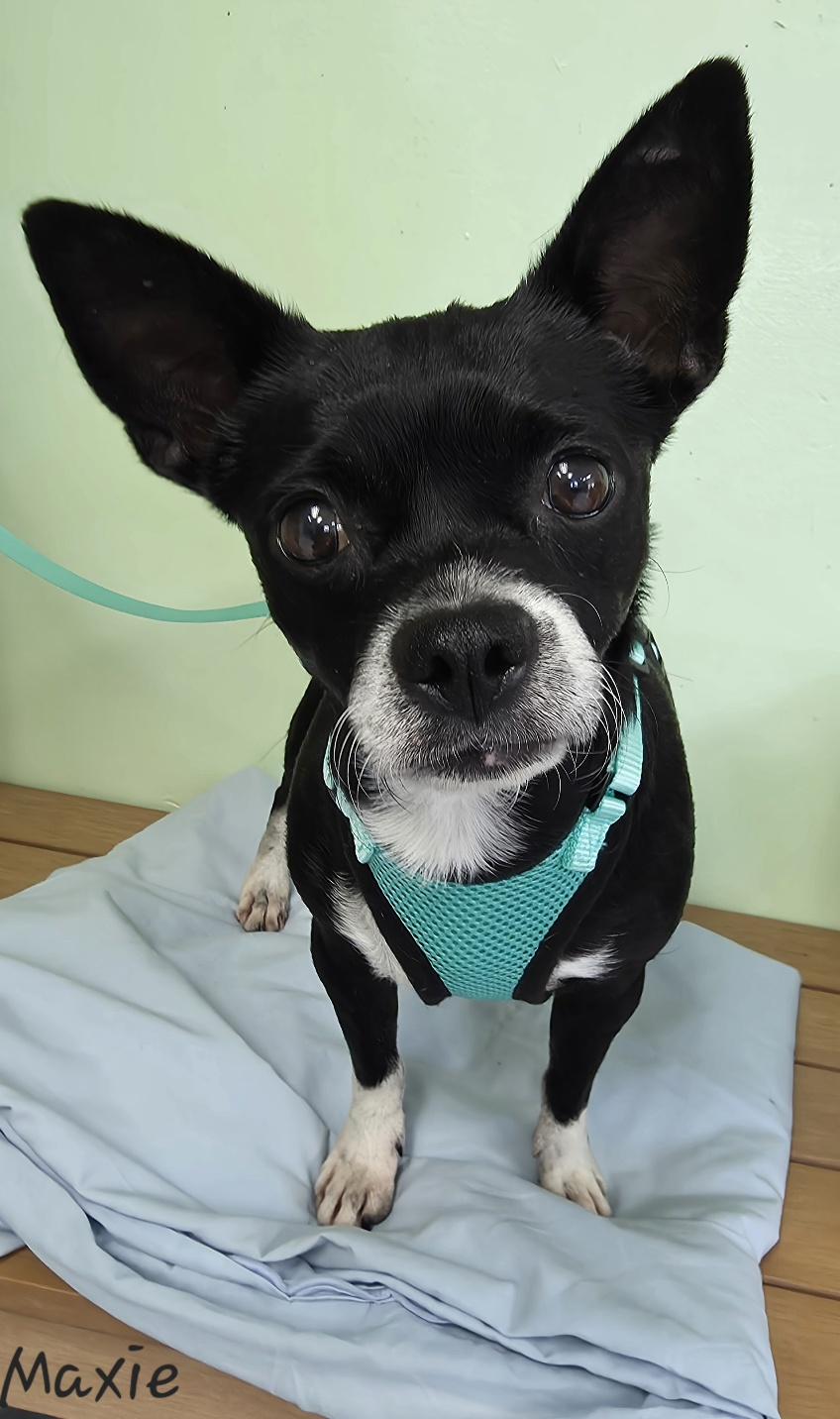 Enlarge Maxie, a ADOPTABLE mixed breed in Key Largo, FL image 3/6