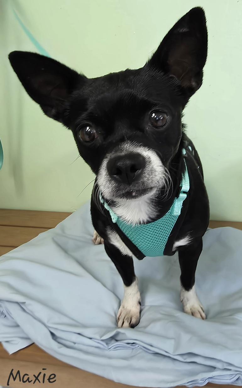 Enlarge Maxie, a ADOPTABLE mixed breed in Key Largo, FL image 1/6