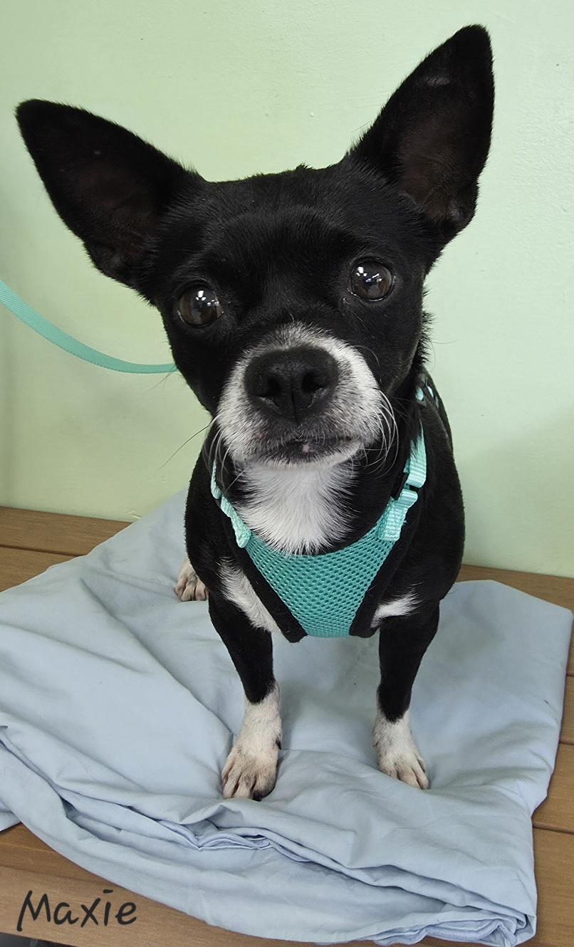 Enlarge Maxie, a ADOPTABLE mixed breed in Key Largo, FL image 2/6