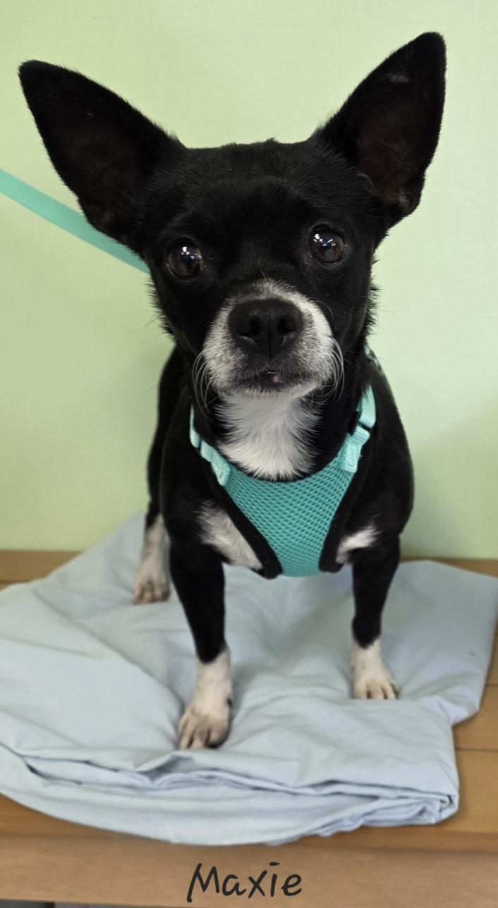 Enlarge Maxie, a ADOPTABLE mixed breed in Key Largo, FL image 5/6