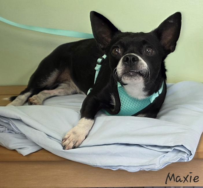 Enlarge Maxie, a ADOPTABLE mixed breed in Key Largo, FL image 4/6