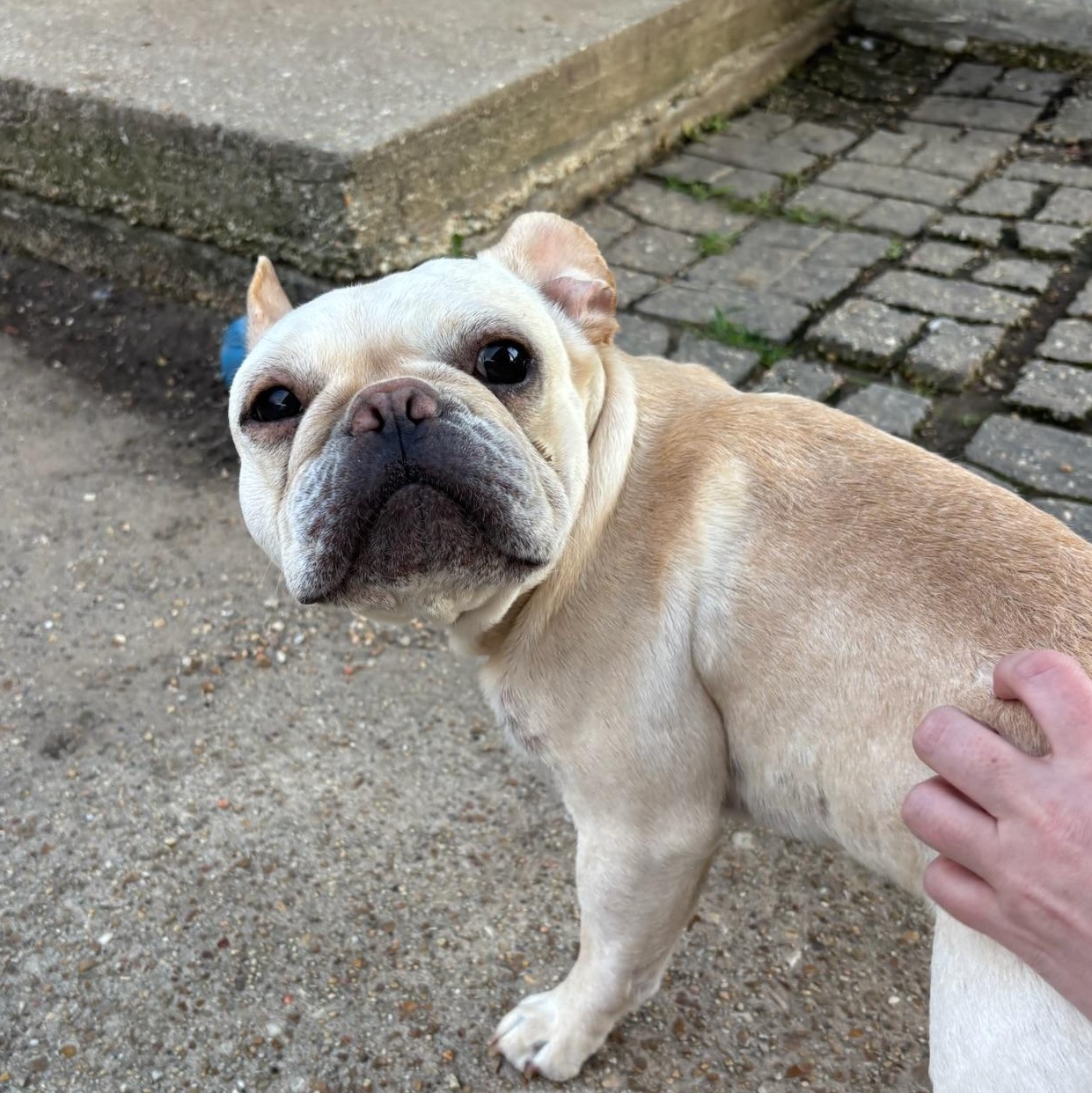 Enlarge Tulip, an adopted French Bulldog in New Orleans, LA image 4/5