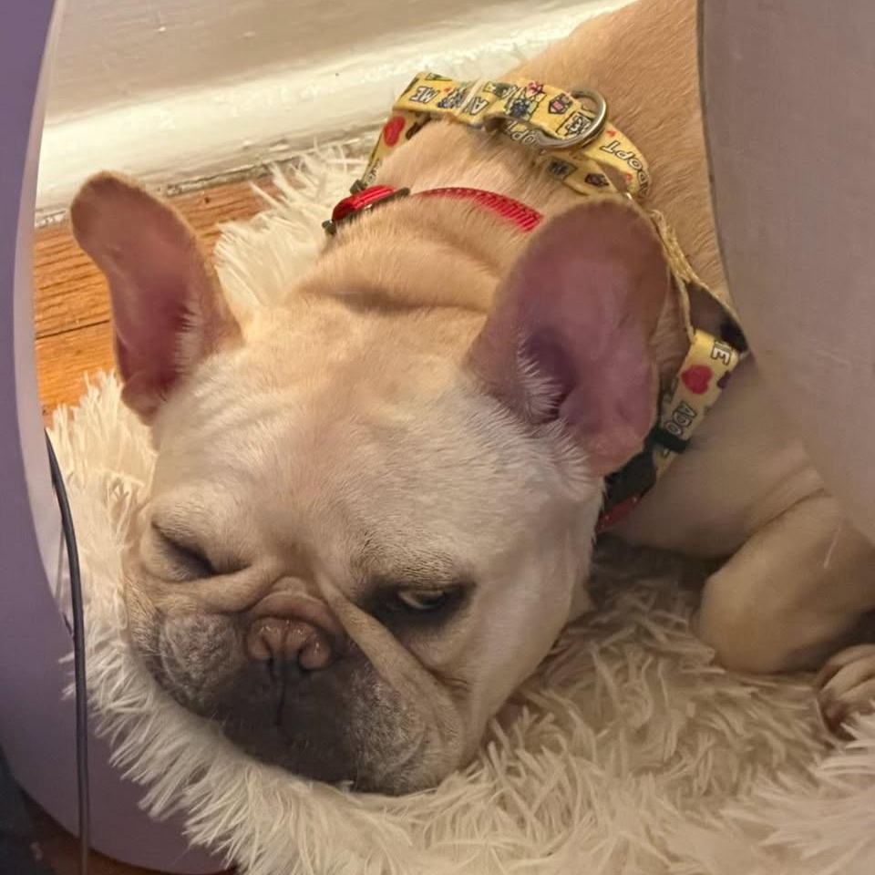 Enlarge Tulip, an adopted French Bulldog in New Orleans, LA image 2/5
