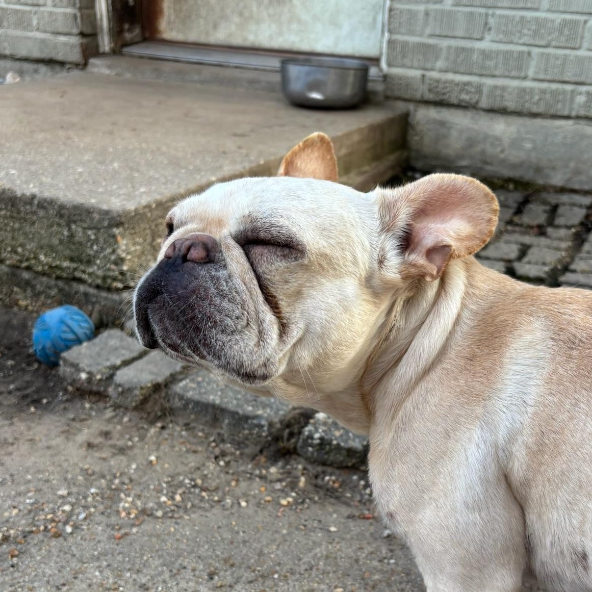 Enlarge Tulip, an adopted French Bulldog in New Orleans, LA image 3/5