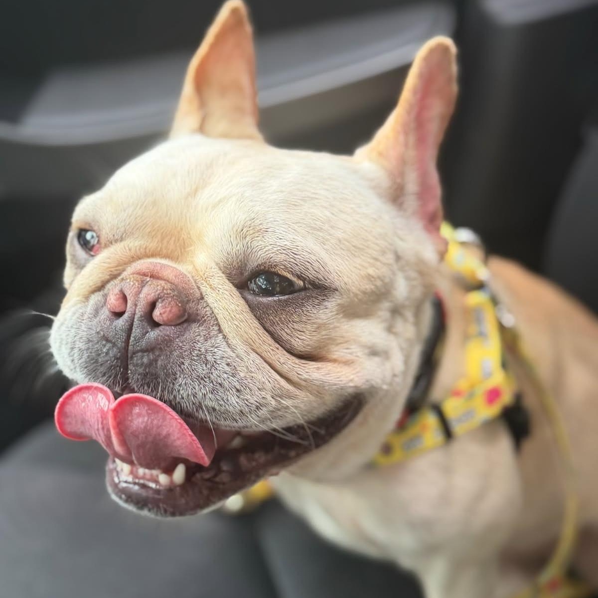 Tulip, adopted, Adult Female French Bulldog.
