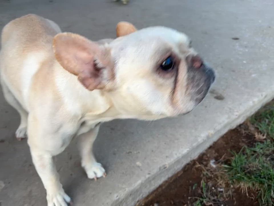 Enlarge Tulip, an adopted French Bulldog in New Orleans, LA video 5/5
